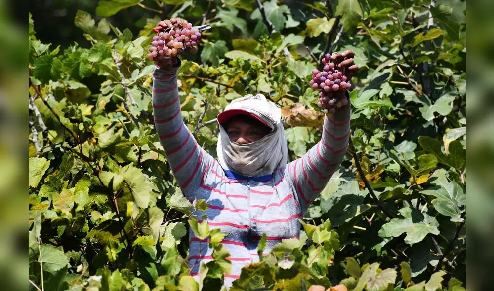 Mercado itinerante en Cerro Azul ofrecerá productos frescos. Foto: Municipalidad