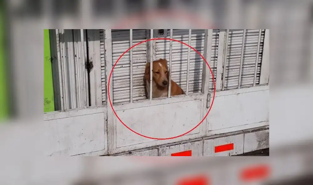 Denuncian en redes que can es encerrado en diminuto espacio detrás de una reja