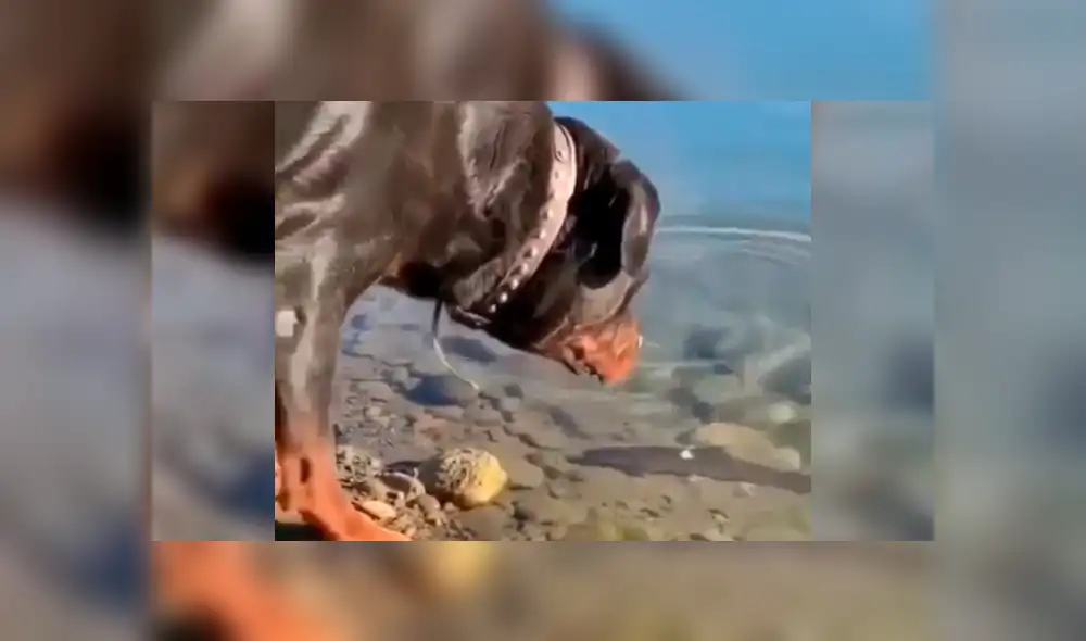 YouTube viral: este perro encontró a un pez descansando en el agua y lo que hizo deja sin palabras al mundo [VIDEO] 