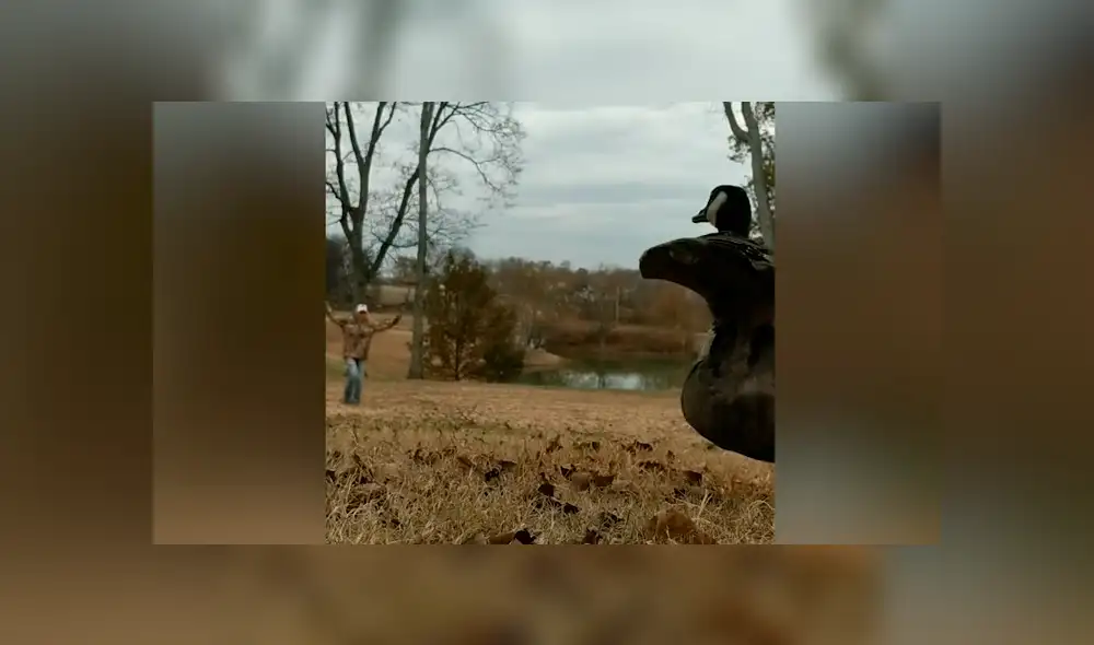 El ave pudo tener su primer vuelo tras haber sido rescatado de un lugar en el que le impedían desprender sus alas. Foto: captura