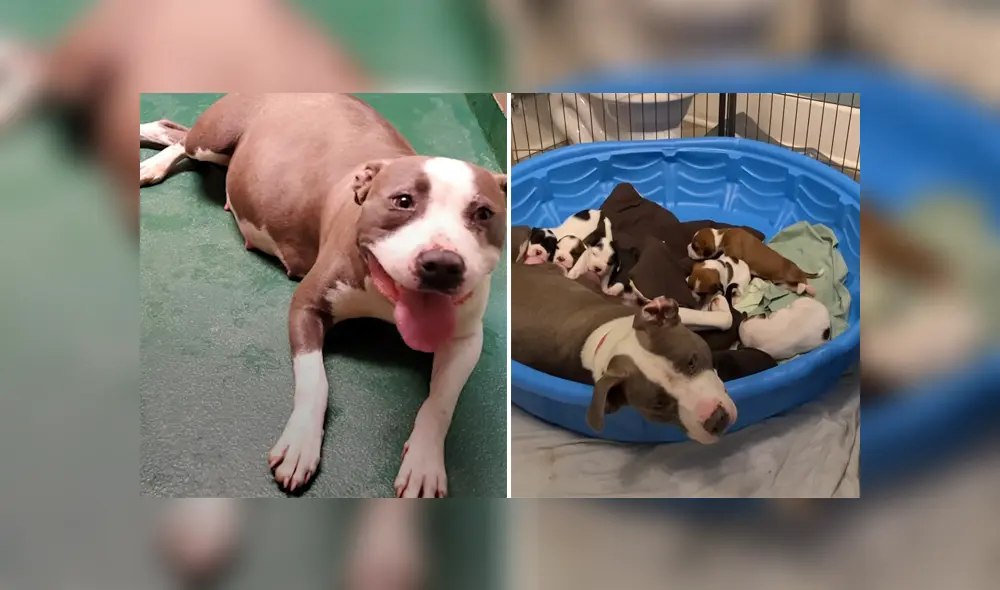 La perrita se adaptó a su casa provisional y tuvo sus diez cachorros allí. Foto: YouTube. La perrita se adaptó a su casa provisional y tuvo sus diez cachorros allí. Foto: YouTube.