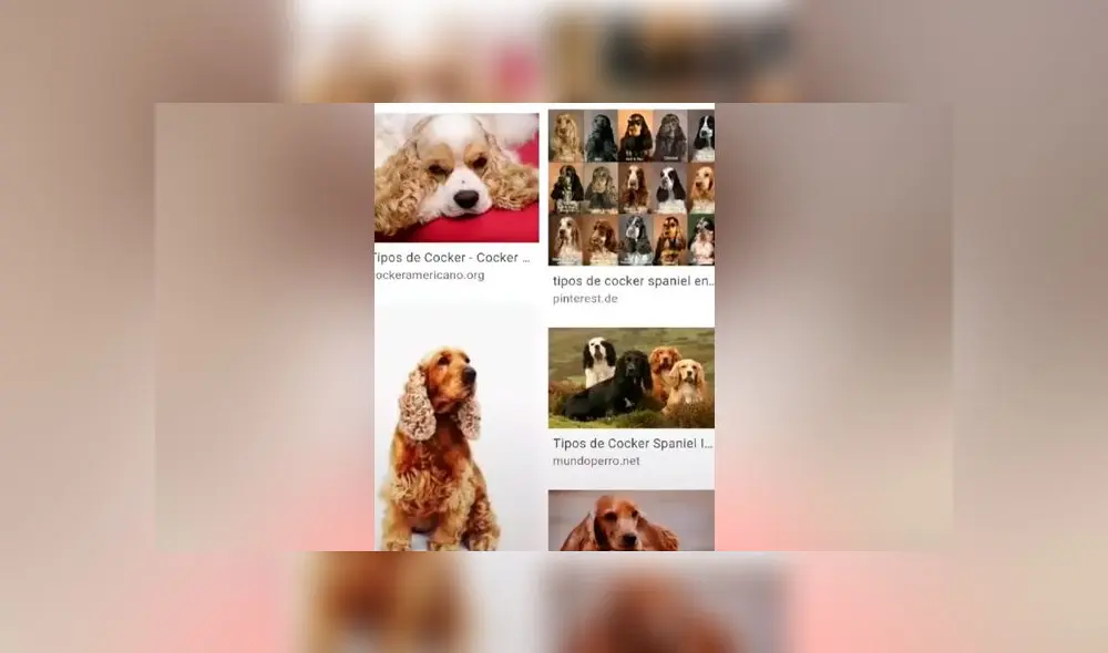 Desliza las imágenes para ver el drástico cambio que experimentó este presunto cachorro cocker spaniel. Foto: cristinayh/TikTok Desliza las imágenes para ver el drástico cambio que experimentó este presunto cachorro cocker spaniel. Foto: cristinayh/TikTok