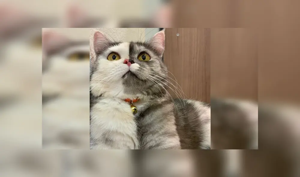 Desliza las imágenes para ver más detalles de esta tierna gata que es viral en YouTube.