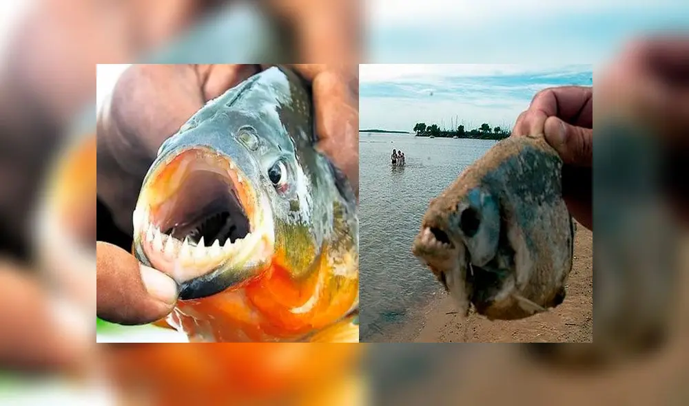 Palometas siembran temor en Argentina. Palometas siembran temor en Argentina.