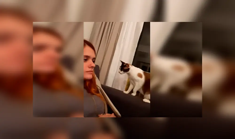 Desliza las imágenes hacia la izquierda para apreciar la reacción de un gato cuando la novia de su dueño lo asustó.