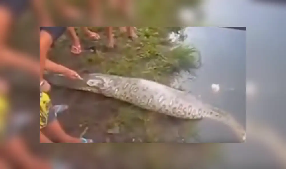 YouTube viral: cercenan el cuerpo de serpiente y encuentran increíble criatura dentro [VIDEO]
