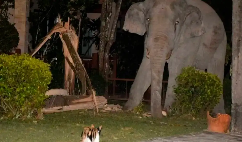 Desliza las imágenes para ver al valiente gatito que se enfrentó a un enorme elefante. Foto:  Facebook