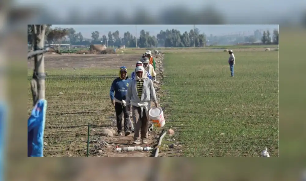 Arequipa: Capacitan a productores para postular a becas nacionales e internacionales Arequipa: Capacitan a productores para postular a becas nacionales e internacionales