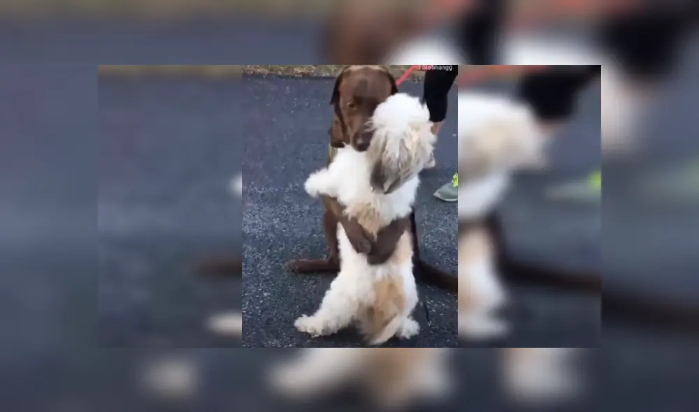 Desliza las imágenes para ver más detalles de esta tierna escena que es viral en YouTube. Desliza las imágenes para ver más detalles de esta tierna escena que es viral en YouTube.