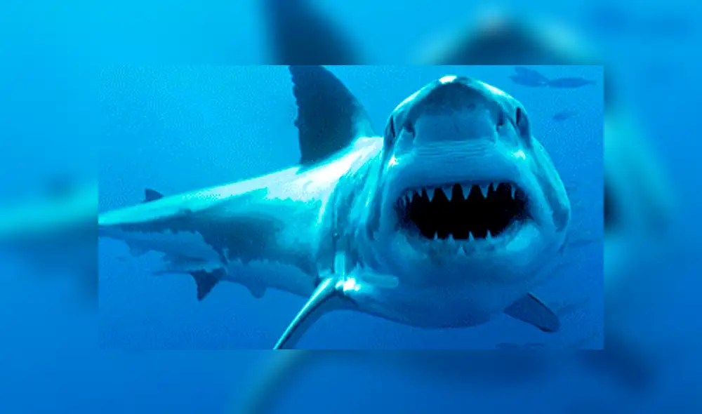 YouTube viral: Abren estómago de tiburón muerto y descubren criaturas vivas [VIDEO] 