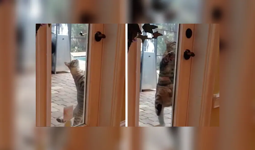 En YouTube, un travieso gato utilizó sus patas delanteras para mover la manija e ingresar a su casa a escondidas. En YouTube, un travieso gato utilizó sus patas delanteras para mover la manija e ingresar a su casa a escondidas.