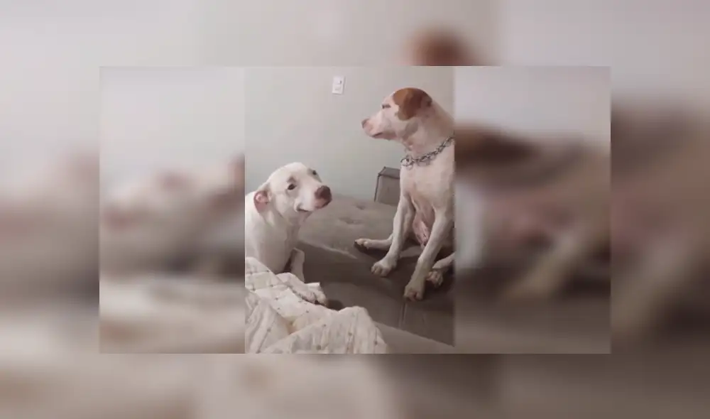 Desliza las imágenes hacia la izquierda para apreciar la amorosa escena que protagonizaron una pareja de perros. Foto: Captura.