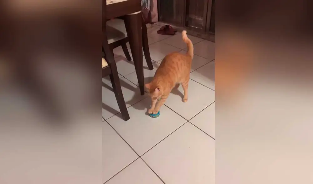 Desliza las imágenes para ver la peculiar ‘protesta’ que hizo este gatito para recibir comida. Foto: Captura de TikTok/ViralHog