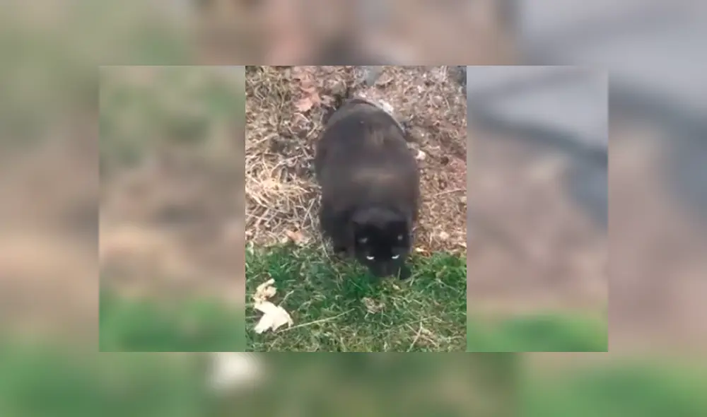 Desliza las imágenes para observar a un gato escondido en una tubería que llamó la atención por su sobrepeso. Desliza las imágenes para observar a un gato escondido en una tubería que llamó la atención por su sobrepeso.