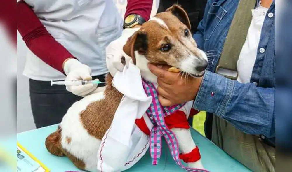 El documento establece criterios para reducir el riesgo de transmisión del coronavirus mediante la aplicación de buenas prácticas sanitarias. Foto: Andina El documento establece criterios para reducir el riesgo de transmisión del coronavirus mediante la aplicación de buenas prácticas sanitarias. Foto: Andina