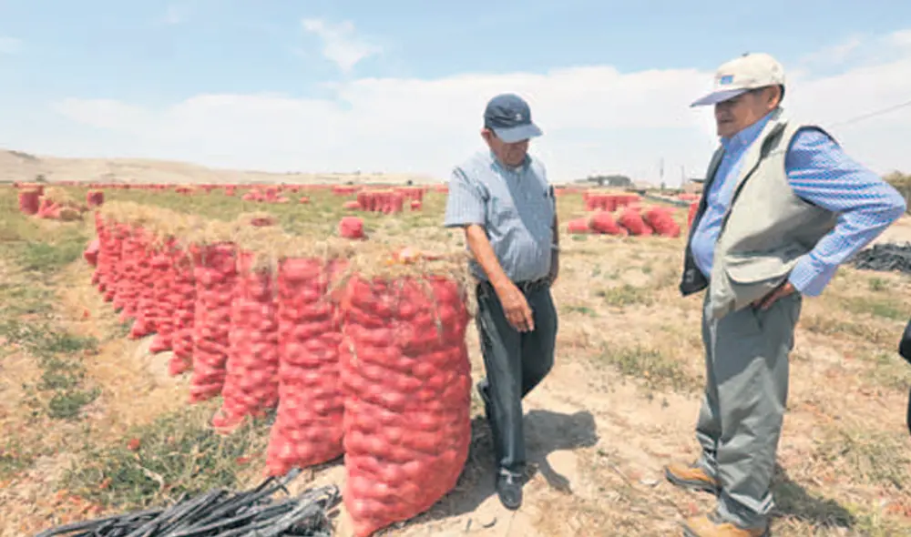 Impacto. El ingreso de los campesinos ha disminuido en un 40%, debido a la caída de la demanda por el cierre de restaurantes. Impacto. El ingreso de los campesinos ha disminuido en un 40%, debido a la caída de la demanda por el cierre de restaurantes.