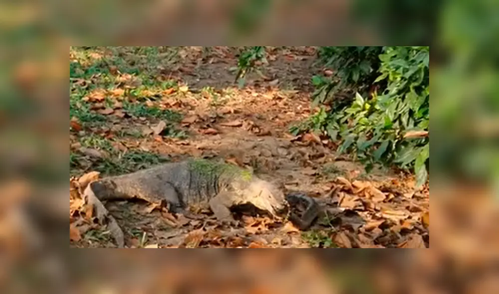 El varano pudo morder a la serpiente e hizo que la batalla se prolongara 40 minutos. Foto: captura