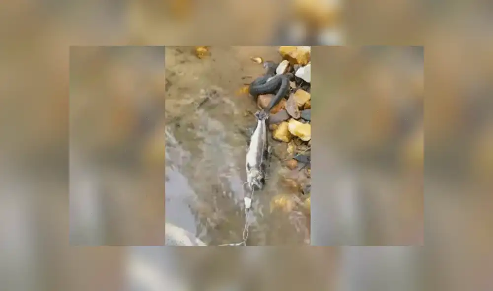 Facebook viral: pescador y peligrosa serpiente se enfrascan en lucha por conseguir alimento [VIDEO]