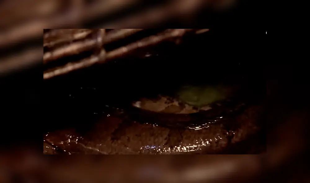 En YouTube se compartió la captura que hizo el pescador Jeremy Wade dentro de una vasija, donde se escondía un extraño pez. En YouTube se compartió la captura que hizo el pescador Jeremy Wade dentro de una vasija, donde se escondía un extraño pez.