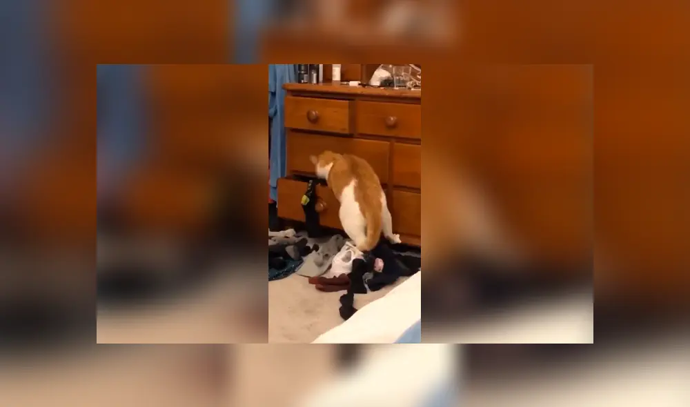 Desliza las imágenes para apreciar la reacción de un gato cuando su dueña descubrió su travesura. Foto: Captura. Desliza las imágenes para apreciar la reacción de un gato cuando su dueña descubrió su travesura. Foto: Captura.