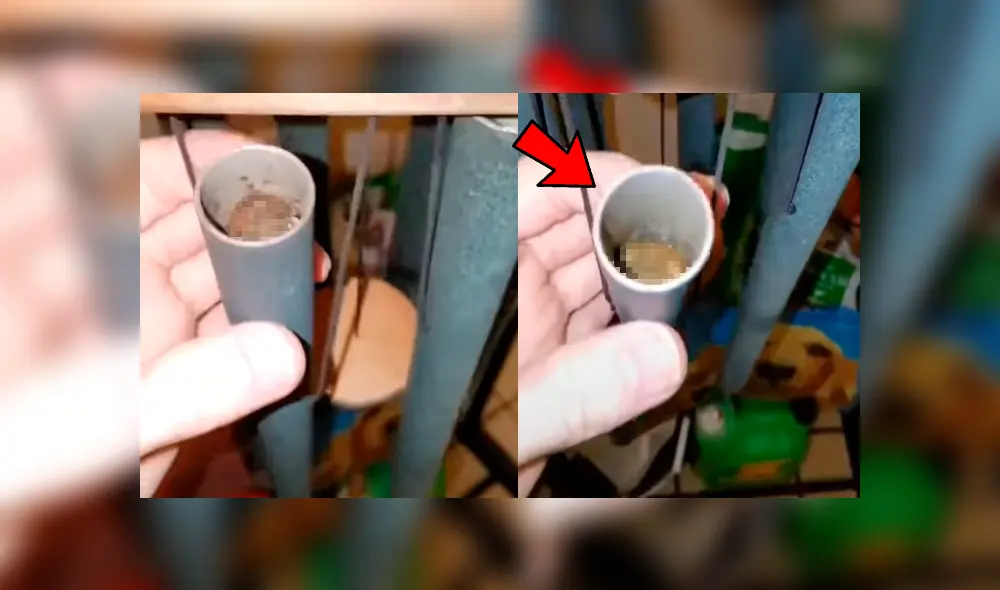 Facebook viral: escucha extraños ruidos en su casa, revisa y descubre misteriosas criaturas