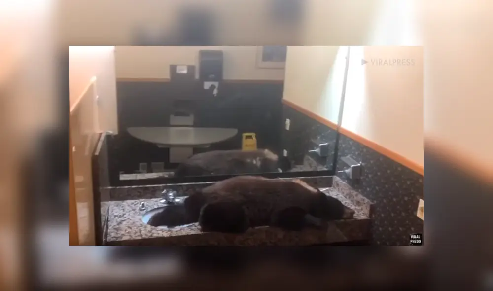 Escuchan aterradores ‘ronquidos’ en el baño, se acercan y descubren a una enorme criatura durmiendo [VIDEO] 