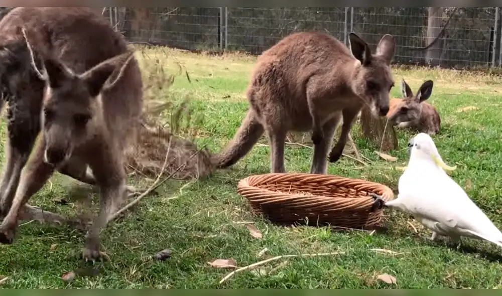 Facebook: cacatúa y canguros se enfrentan por un plato de comida, ocurriendo un final inesperado