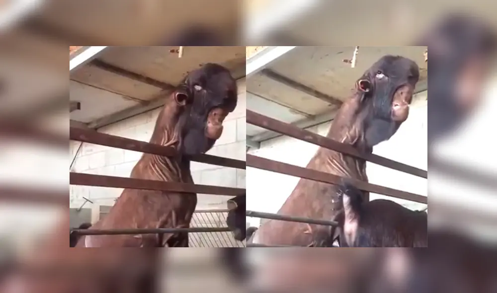 YouTube viral: infernal cabra de Damasco asombra a granjeros por su apariencia [VIDEO]