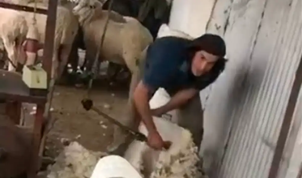 Edinson Cavani desarrolla labores de campo durante cuarentena en Uruguay mientras decide su futuro. (FOTO: Captura @centrallonera). Edinson Cavani desarrolla labores de campo durante cuarentena en Uruguay mientras decide su futuro. (FOTO: Captura @centrallonera).