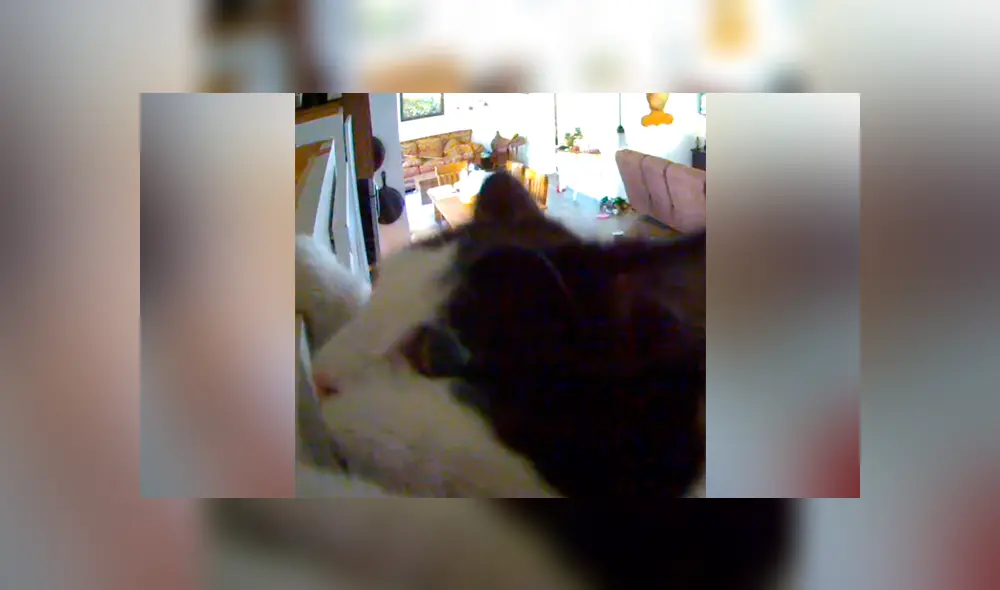 Un video viral muestra el momento en el que un hombre descubre quién movía las cosas dentro de su hogar mientras estaba ausente.