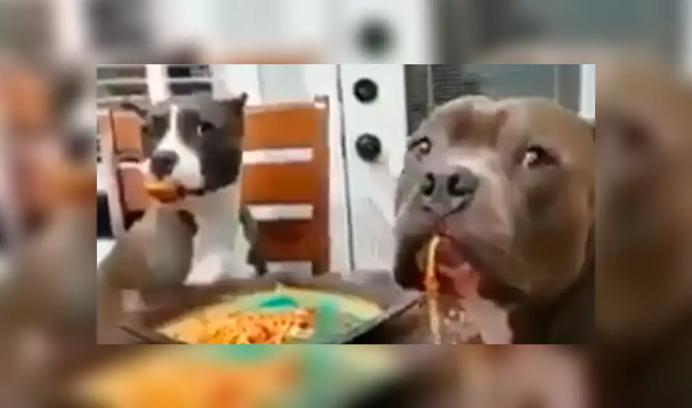 Facebook viral: Dejó su plato de comida en la mesa y sus perros hicieron esto con ella [VIDEO]