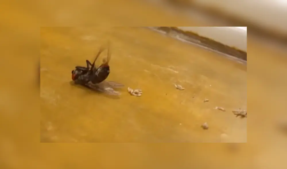 YouTube viral: enorme mosca ingresa a casa para expulsar cientos de larvas y joven queda asqueado [VIDEO]