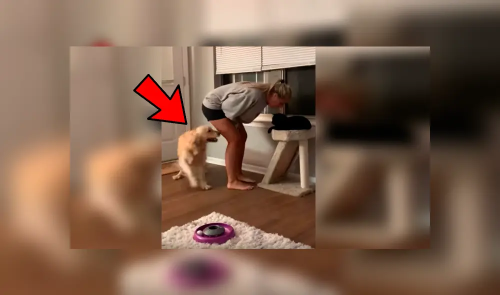 La “celosa” can no soportó que su dueña la ignorara por darle cariño a su otra mascota y su peculiar forma de llamar la atención desató miles de carcajadas en YouTube