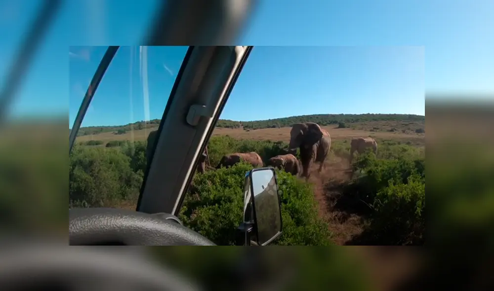 Desliza hacia la izquierda para ver las imágenes del safari que se volvió viral en YouTube. Desliza hacia la izquierda para ver las imágenes del safari que se volvió viral en YouTube.