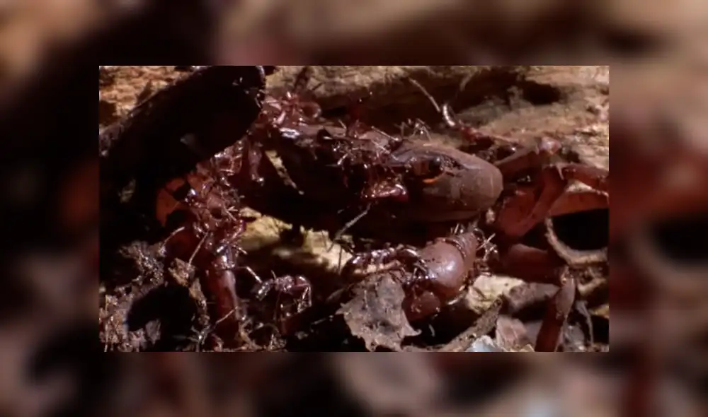YouTube viral: hormigas carnívoras 'asesinaron' a cangrejo que salió del mar [VIDEO]
