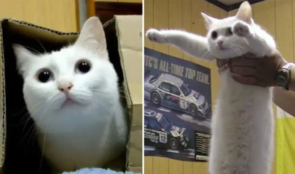 Desliza las imágenes para ver más de los divertidos memes que protagonizó Nobiko, el 'gato largo'. (Foto: Twitter) Desliza las imágenes para ver más de los divertidos memes que protagonizó Nobiko, el 'gato largo'. (Foto: Twitter)