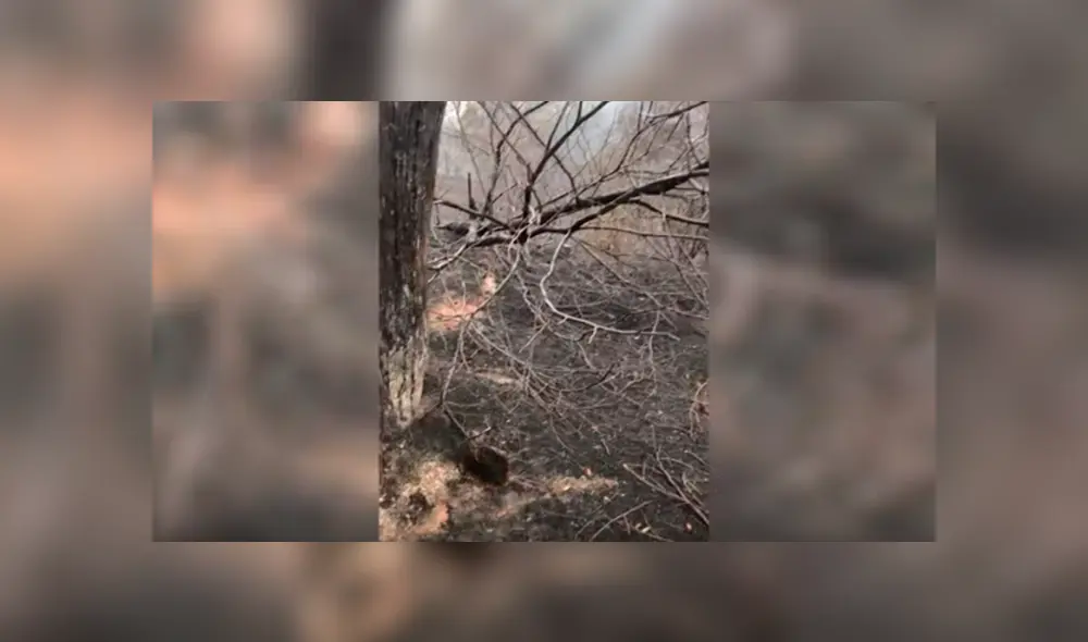 En YouTube, un joven encontró al misterioso animal que escapó de las llamas para salvar su vida. En YouTube, un joven encontró al misterioso animal que escapó de las llamas para salvar su vida.