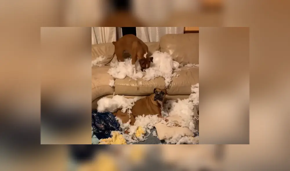 Una joven dejó a sus perros en casa, pero jamás imaginó que acabarían destruyendo el sofá. Foto: YouTube Una joven dejó a sus perros en casa, pero jamás imaginó que acabarían destruyendo el sofá. Foto: YouTube
