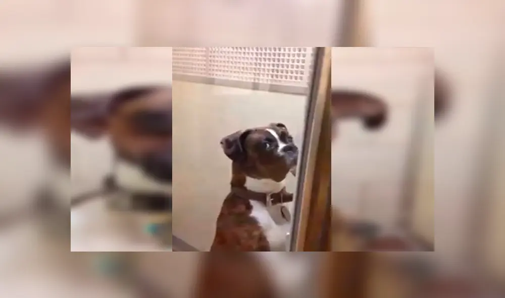 En Facebook, un perro lanzó una furiosa mirada a su amo para mostrar su desacuerdo tras ser trasladado al veterinario. En Facebook, un perro lanzó una furiosa mirada a su amo para mostrar su desacuerdo tras ser trasladado al veterinario.