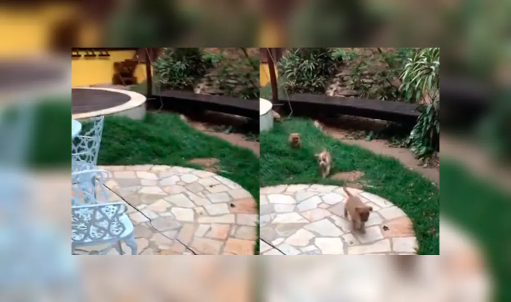 Desliza a la izquierda para ver a estos cachorros que han conmovido a los usuarios de Facebook. Foto: Captura.