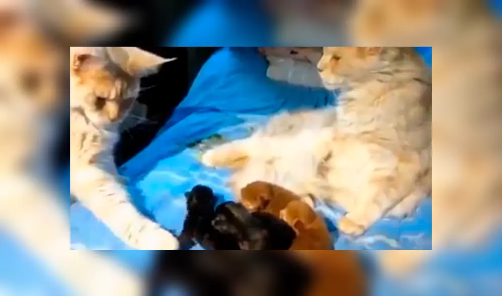 Facebook: Gata infiel es descubierta por su pareja y ocurre lo impensado 