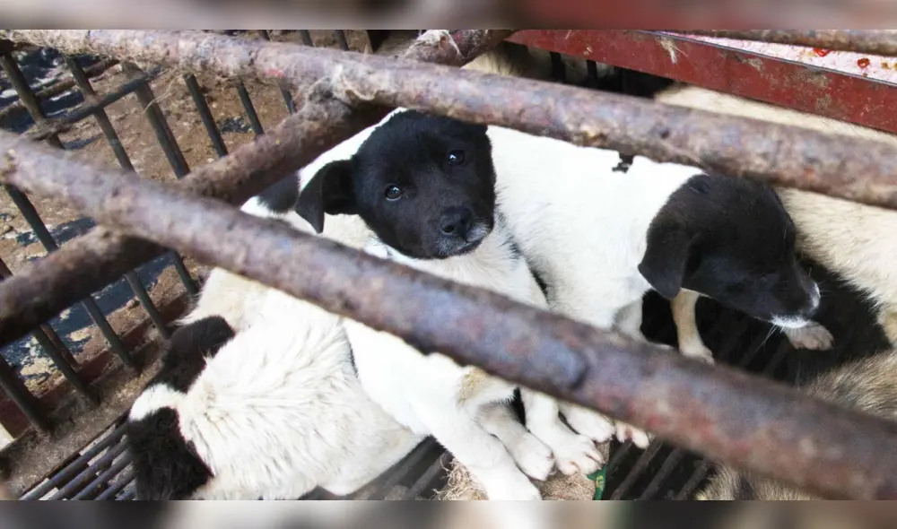 China: representantes de la ONU esperan que se cierren los mercados de animales salvajes