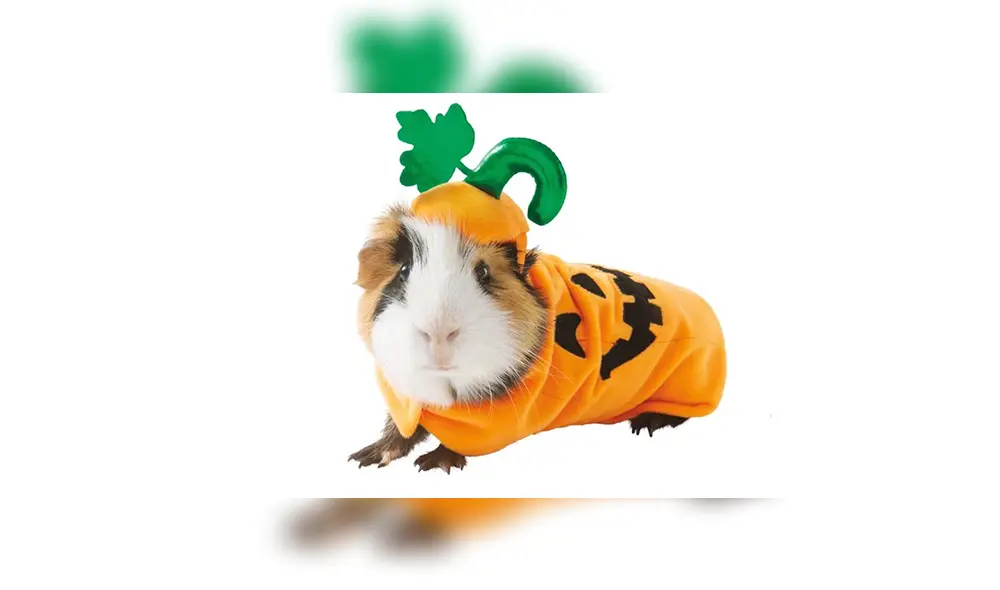 Disfraces para cuyes desatan furor en Internet y todos quieren obtenerlos [FOTOS]