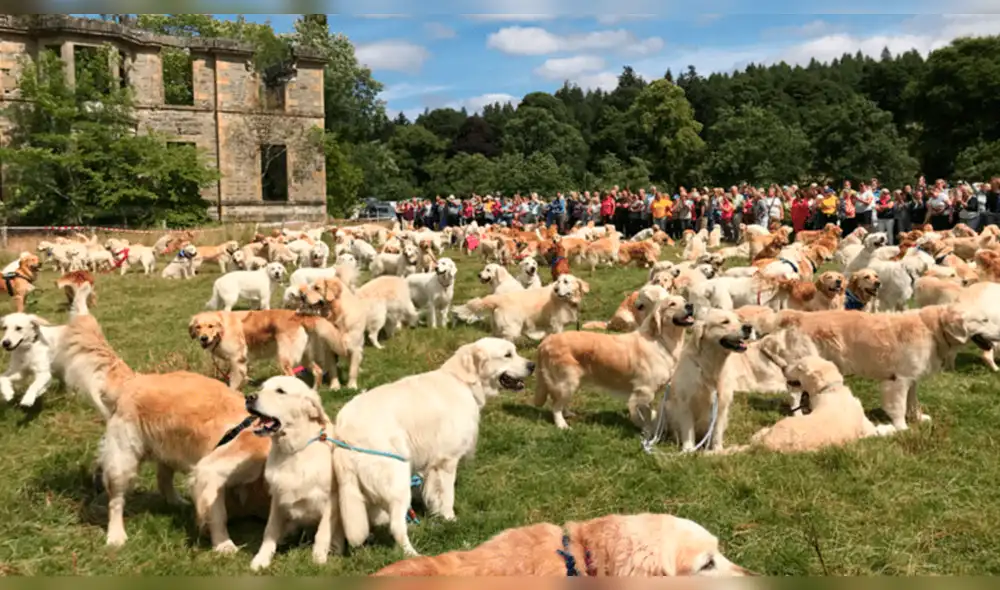 Instagram: masiva reunión de golden retrievers es lo más hermoso que verás hoy [FOTOS]