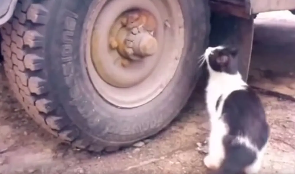 Desliza las imágenes para descubrir la rápida acción de un roedor para escapar de las garras de un gato. Foto: captura de Facebook Desliza las imágenes para descubrir la rápida acción de un roedor para escapar de las garras de un gato. Foto: captura de Facebook