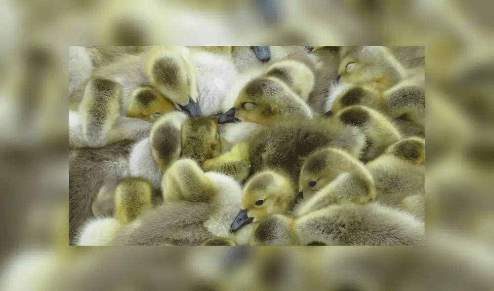 Varios polluelos pasaban la noche con su "madre". Foto: Mike Digout / Facebook.