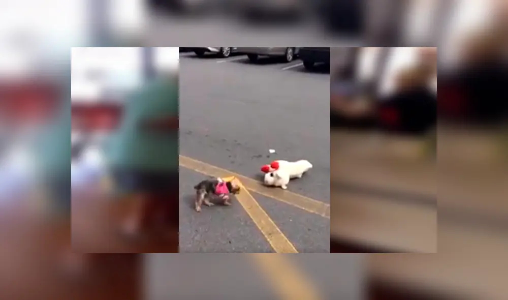 Desliza las imágenes hacia la izquierda para conocer el amoroso comportamiento de una perrita cuando recibe un regalo.