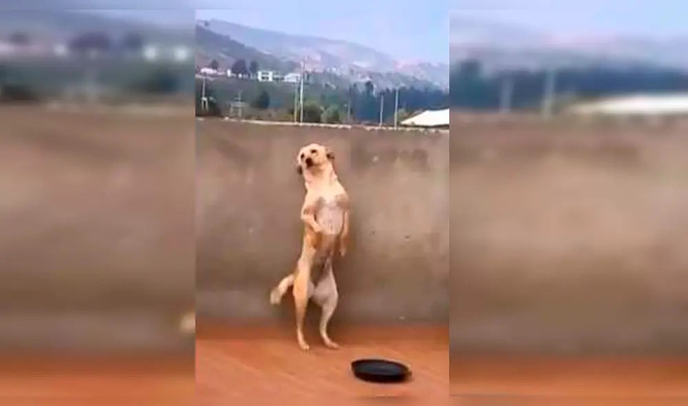 En YouTube: La triste verdad del perro que baila "Scooby Doo PaPa" [VIDEO]