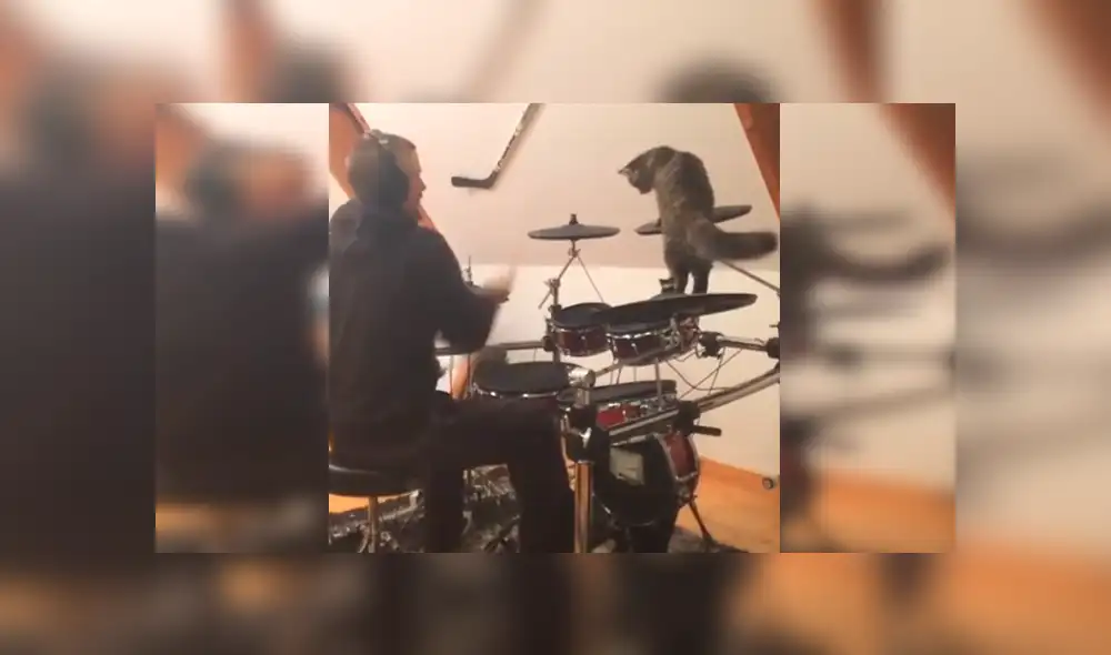 En Facebook, un travieso gato no tuvo mejor idea que molestar a su dueño mientras tocaba batería. En Facebook, un travieso gato no tuvo mejor idea que molestar a su dueño mientras tocaba batería.