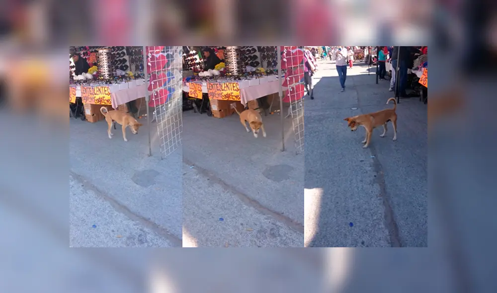 Video es viral en Facebook. Miles se encariñaron con este simpático perro callejero que fue captado divirtiéndose con el reflejo de la luz. Foto: Captura. Video es viral en Facebook. Miles se encariñaron con este simpático perro callejero que fue captado divirtiéndose con el reflejo de la luz. Foto: Captura.
